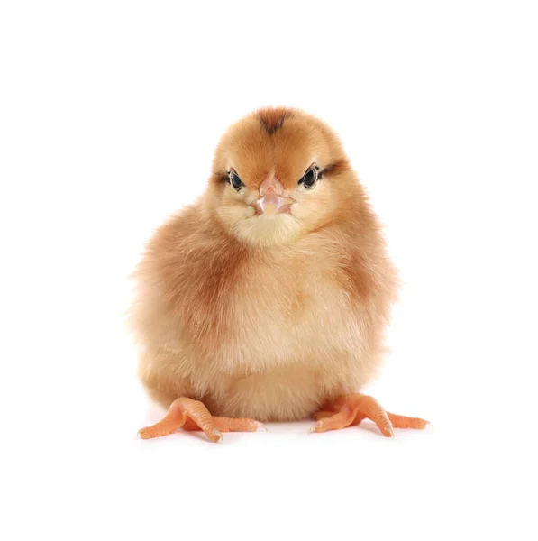 Niedliche Flauschige Baby Huhn Auf Weißem Hintergrund — Stockfoto