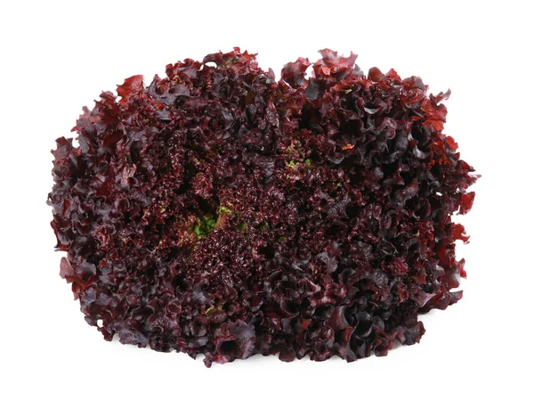 鲜红珊瑚生菜头 白色孤立 — 图库照片