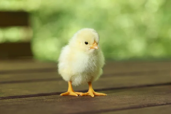 Cute Chick Wooden Surface Outdoors Closeup Baby Animal — Stock Photo, Image