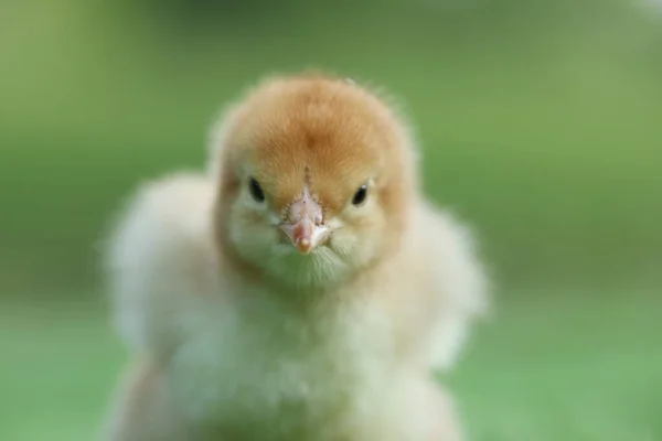 Cute Chick Blurred Background Outdoors Closeup Baby Animal — Stock Photo, Image