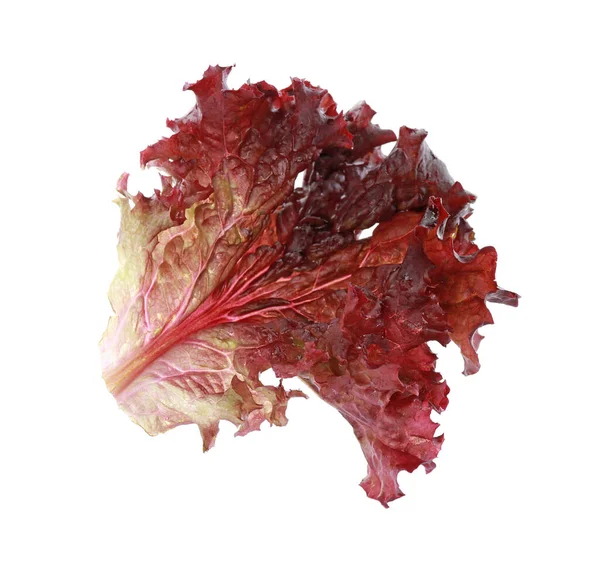鲜红珊瑚莴苣叶 白色上隔离 — 图库照片