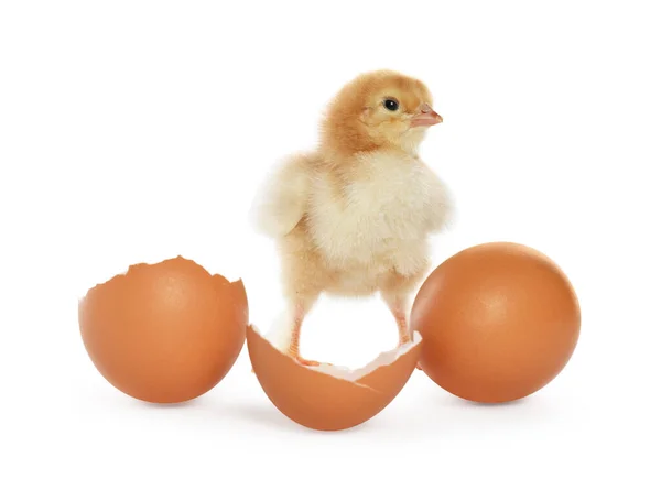 stock image Cute chick, egg and pieces of shell on white background. Baby animal