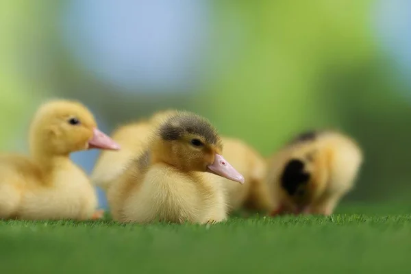 Cute Fluffy Ducklings Artificial Grass Blurred Background Closeup Baby Animals — Stock Photo, Image