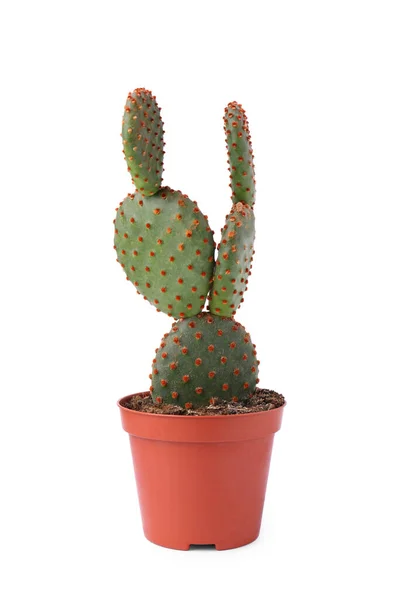 Hermoso Cactus Verde Opuntia Maceta Aislado Blanco —  Fotos de Stock