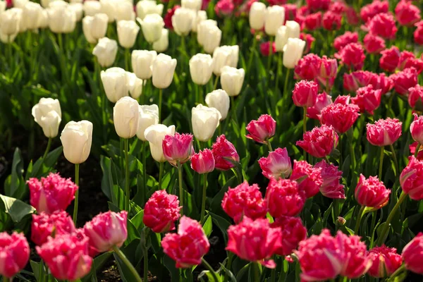 Mooie Kleurrijke Tulpen Groeien Bloembed — Stockfoto