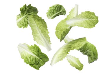 Beyaz arka plana düşen taze marul yaprakları.