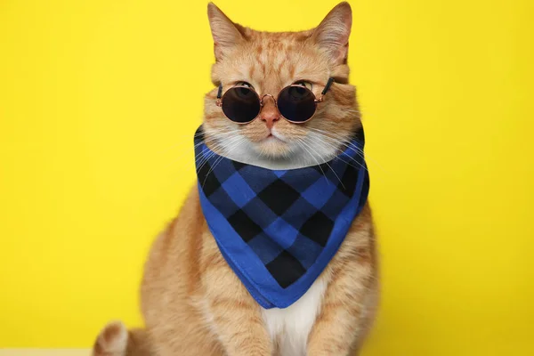 Cute Ginger Cat Bandana Sunglasses Yellow Background Adorable Pet — Stock Photo, Image