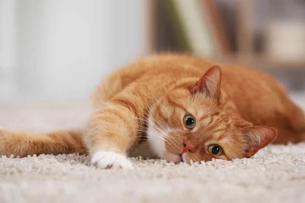Милий Імбирний Кіт Лежить Килимі Вдома Крупним Планом — стокове фото