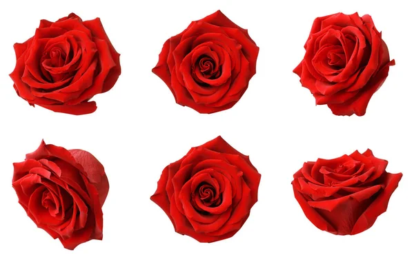 Set Con Boccioli Rosa Rossa Isolati Bianco — Foto Stock