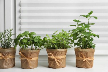 Pencere kenarındaki farklı aromatik saksı bitkileri.