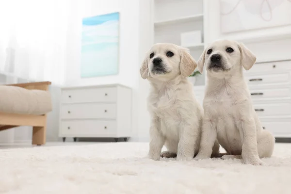 Cachorrinhos Bonitos Tapete Branco Casa Espaço Para Texto — Fotografia de Stock