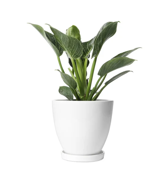 Prachtige Filodendron Plant Pot Witte Achtergrond Huisinrichting — Stockfoto