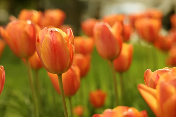 Piękne Kolorowe Tulipany Rosnące Klombie Kwiatowej Selektywne Skupienie — Zdjęcie stockowe