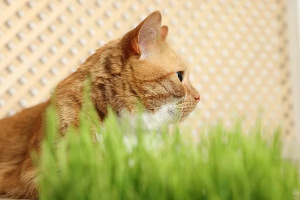 Χαριτωμένο Τζίντζερ Γάτα Κοντά Γλάστρα Πράσινο Γρασίδι Εσωτερικούς Χώρους — Φωτογραφία Αρχείου