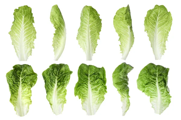 Set Frischer Römischer Salatblätter Auf Weißem Hintergrund Verschiedene Ansichten — Stockfoto