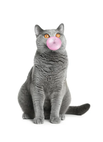 Очаровательная Серая Британская Короткошерстная Кошка Выдувает Жвачку Белом Фоне — стоковое фото