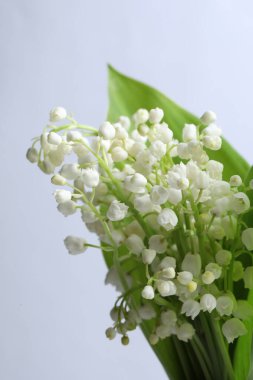 Vadinin güzel zambakları açık gri arka planda yaprakları olan, yakın plan