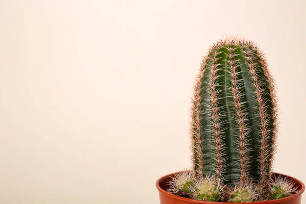 Gyönyörű Zöld Kaktusz Pot Fehér Háttér Hely Szövegnek Trópusi Üzem — Stock Fotó