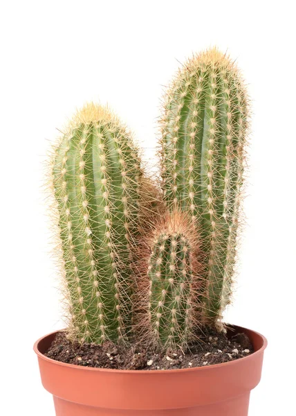 Hermoso Cactus Verde Maceta Aislado Blanco Planta Tropical —  Fotos de Stock