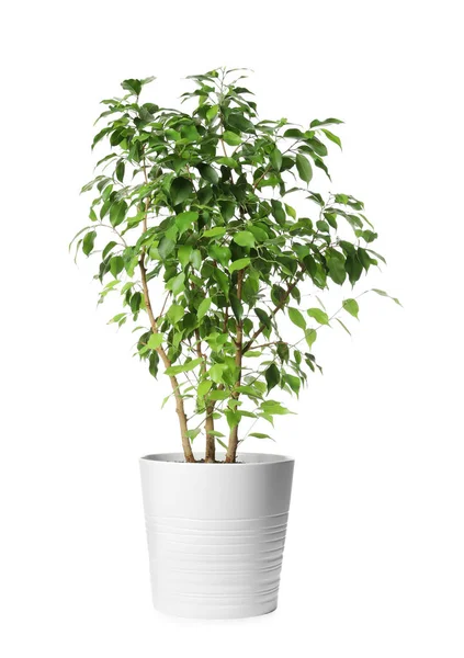 Belle Plante Ficus Pot Sur Fond Blanc Décor Maison — Photo