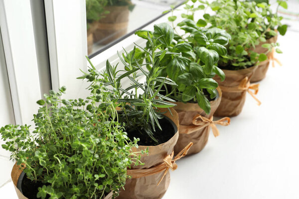 Different aromatic potted herbs on windowsill indoors, closeup