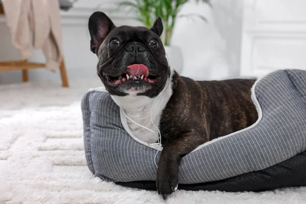 Naughty French Bulldog with damaged wired earphones on dog bed in room