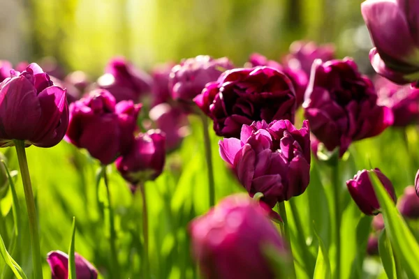 Belles Tulipes Colorées Poussant Dans Lit Fleurs Foyer Sélectif — Photo