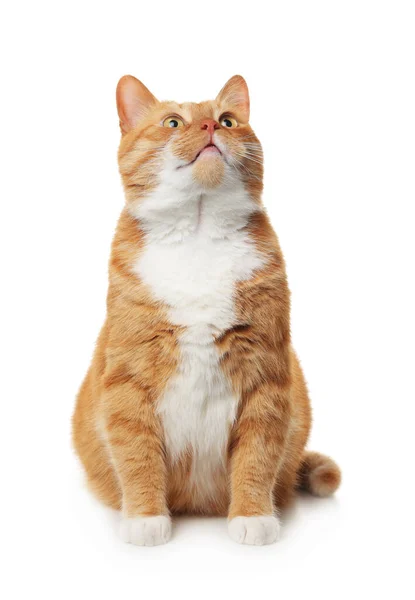 Cute Ginger Cat White Background Adorable Pet — Stock Photo, Image