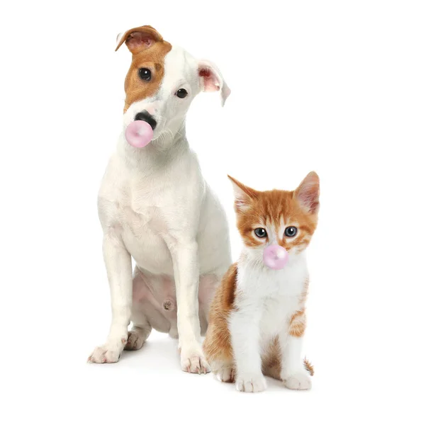 Niedliche Katze Und Hund Blasen Kaugummis Auf Weißem Hintergrund — Stockfoto