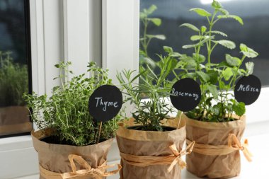 Pencere pervazında farklı aromatik saksılar, yakın plan.