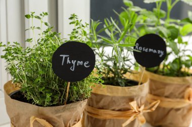 Pencere pervazında farklı aromatik saksılar, yakın plan.