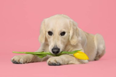 Şirin Labrador Retriever köpeği pembe arka planda sarı lale çiçeği tutuyor.