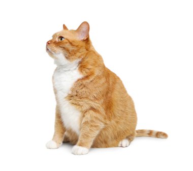 Beyaz arka planda sevimli kızıl kedi. Sevimli hayvan.