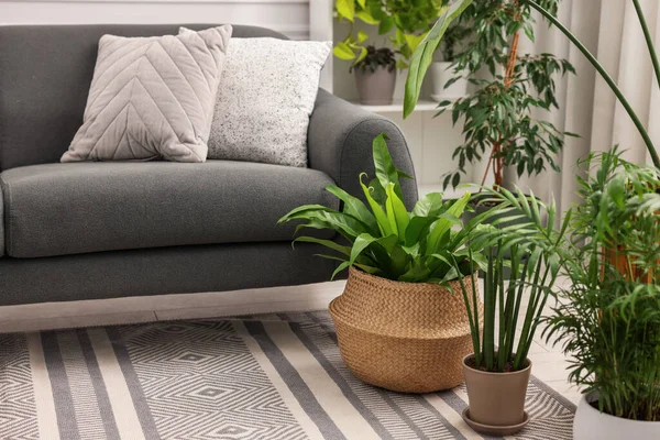 Diferentes Hermosas Plantas Interior Maceta Cómodo Sofá Habitación Diseño Interiores — Foto de Stock