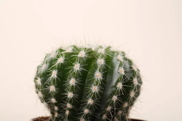 Piękny Zielony Kaktus Białym Tle Zbliżenie Roślina Tropikalna — Zdjęcie stockowe
