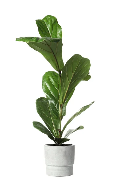 白い背景にポットの美しいフィカスの植物 家の装飾 — ストック写真