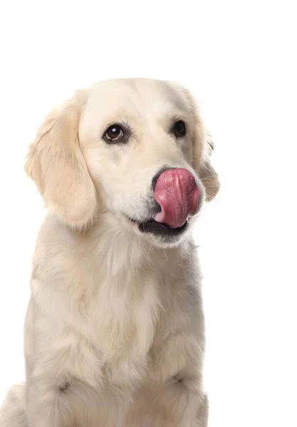 可愛いラブラドールレトリバー白地に舌を見せる — ストック写真
