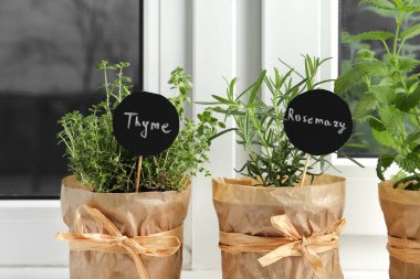 Pencere pervazında farklı aromatik saksılar, yakın plan.