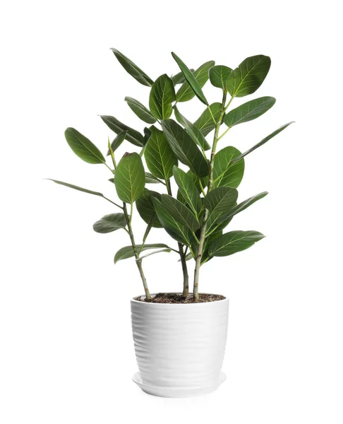 Bela Planta Ficus Vaso Fundo Branco Decoração Casa — Fotografia de Stock