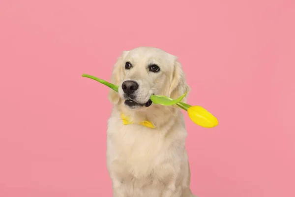 Χαριτωμένο Λαμπραντόρ Retriever Σκυλί Κρατώντας Κίτρινο Λουλούδι Τουλίπα Ροζ Φόντο — Φωτογραφία Αρχείου