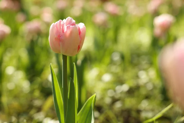 Prachtige Roze Tulpen Groeien Buiten Zonnige Dag Close Ruimte Voor — Stockfoto