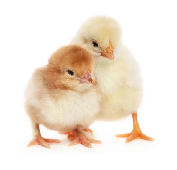 Два Милых Пушистых Цыпленка Белом Фоне — стоковое фото