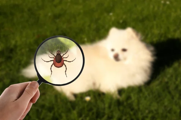 Cute Dog Outdoors Woman Showing Tick Magnifying Glass Selective Focus — Stock Photo, Image
