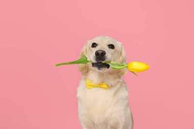 Şirin Labrador Retriever köpeği pembe arka planda sarı lale çiçeği tutuyor.