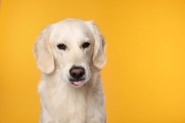 Tatlı Labrador Retriever turuncu arka planda dilini gösteriyor. Metin için boşluk