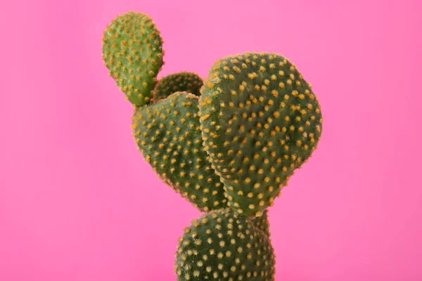 Belo Cacto Opuntia Verde Sobre Fundo Rosa — Fotografia de Stock