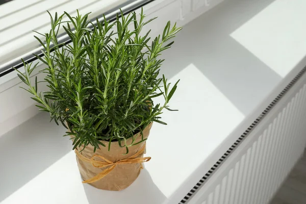 Rosemary Hijau Aromatik Dalam Pot Windowsill — Stok Foto
