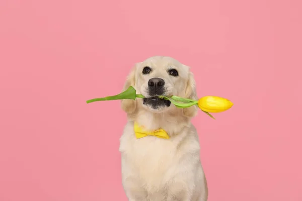 かわいいラブラドール取得犬はピンクの背景に黄色のチューリップの花を保持 — ストック写真