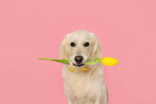Χαριτωμένο Λαμπραντόρ Retriever Σκυλί Κρατώντας Κίτρινο Λουλούδι Τουλίπα Ροζ Φόντο — Φωτογραφία Αρχείου