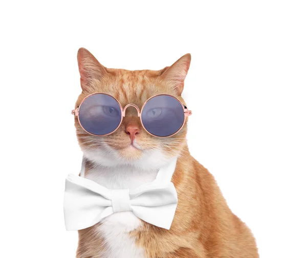Gato Vermelho Bonito Com Óculos Sol Laço Isolado Branco — Fotografia de Stock